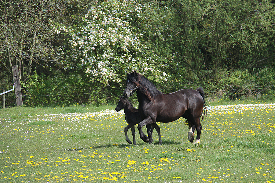 Welsh Cob CoCo 0191
